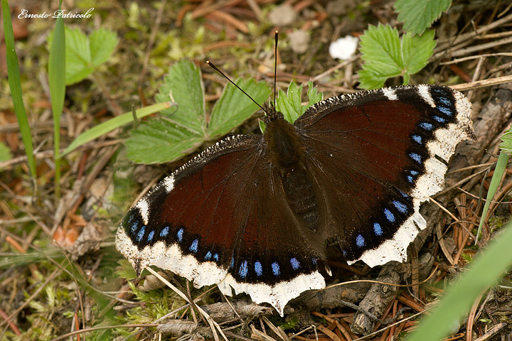 Hexapoda-Lepidoptera-Nymphalidae-Nymphalis-antiopa-